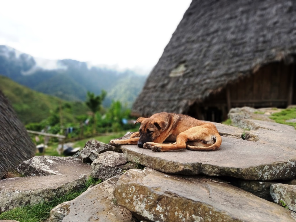 A sleeping dog in Wae Rebo | Ummi Goes Where?