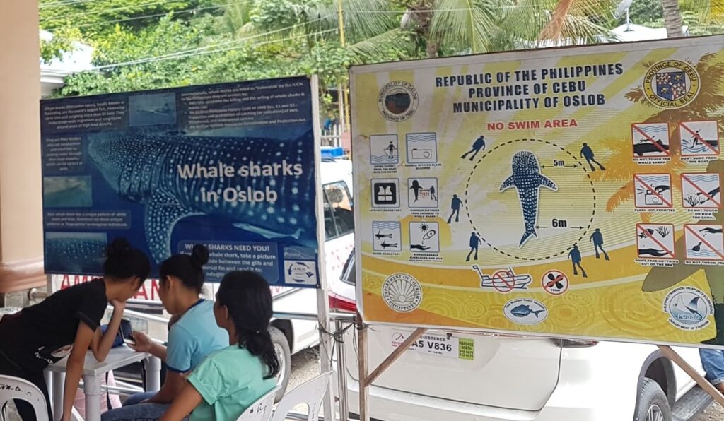 diagram on dos and don'ts of swimming with whale sharks in Oslob | Ummi Goes Where?