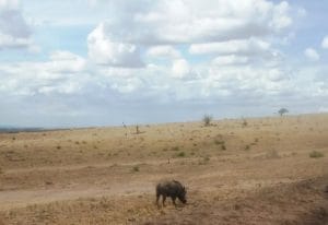 Pumba in Masai Mara safari