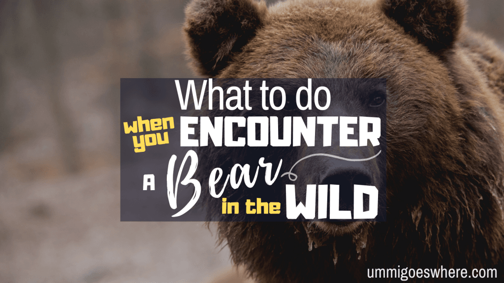What to Do When You Encounter A Bear in the Wild | Ummi Goes Where?