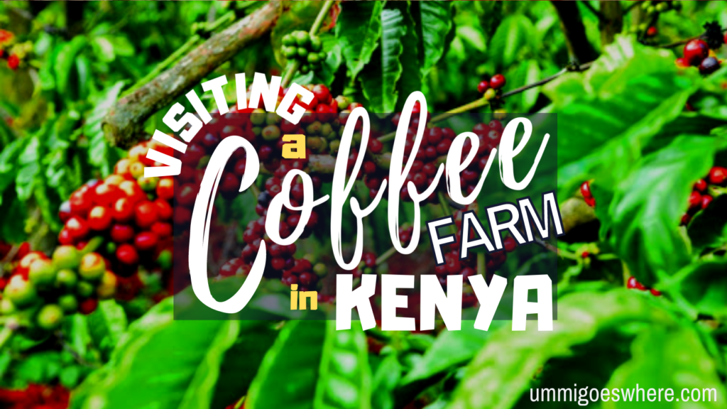 Visiting a Coffee Farm in Kiambu, Kenya | Ummi Goes Where?