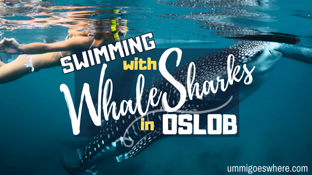 Swimming with Whale Sharks in Oslob | Ummi Goes Where?