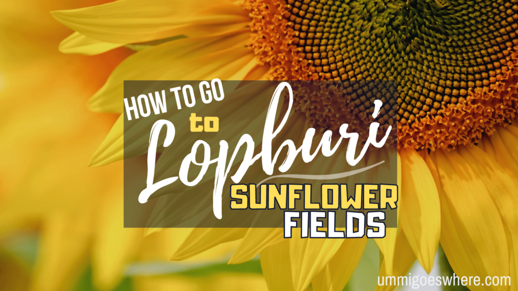 How to Go to Lopburi Sunflower Fields | Ummi Goes Where?