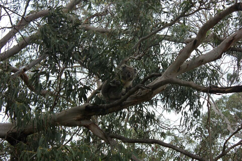 Koala on Great Ocean Road Australia | Ummi Goes Where?