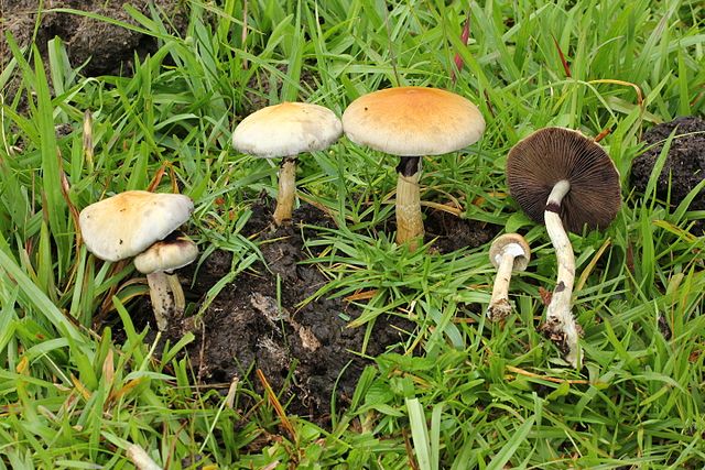 Four large mushrooms and a few smaller ones surrounded by grass