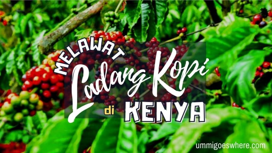 Ladang Kopi Kenya